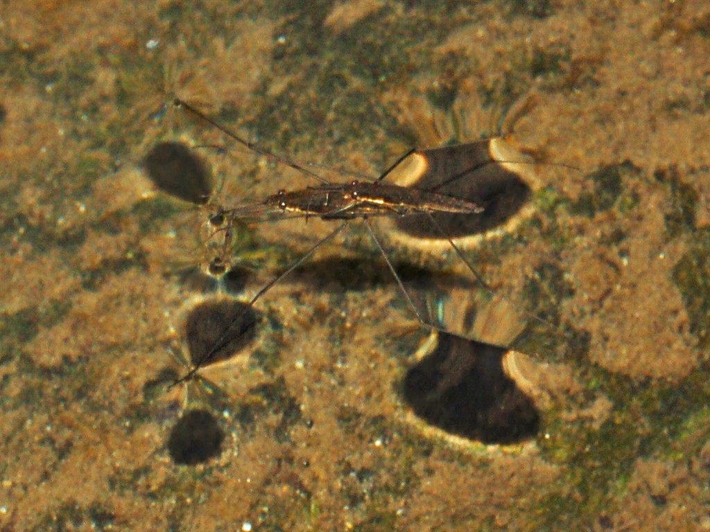 Aquarius najas